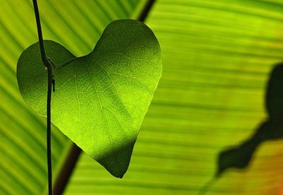 Laura and Jim - Glass Menagerie